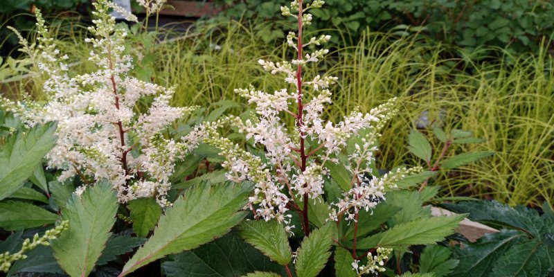 Astilbe x arendsii 'Rock and Roll'